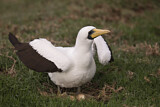 Image. Masked Booby
