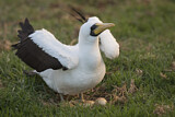 Image. Masked Booby