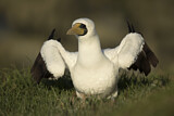 Image. Masked Booby