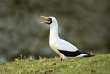 Image. Masked Booby