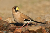 Image. Masked Finch