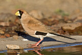 Image. Masked Finch