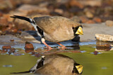 Image. Masked Finch