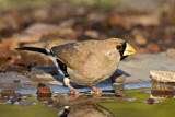 Image. Masked Finch
