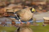 Image. Masked Finch