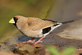 Image. Masked Finch