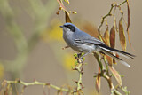 Image. Masked Gnatcatcher