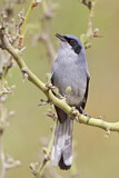 Image. Masked Gnatcatcher