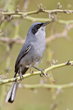 Image. Masked Gnatcatcher