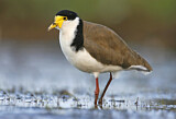 Image. Masked Lapwing
