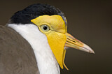 Image. Masked Lapwing