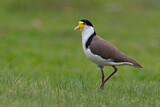 Image. Masked Lapwing