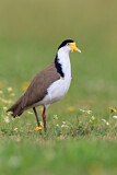 Image. Masked Lapwing