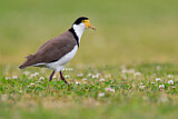 Image. Masked Lapwing