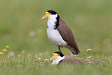 Image. Masked Lapwing