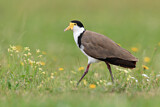 Image. Masked Lapwing