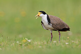 Image. Masked Lapwing