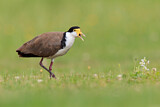 Image. Masked Lapwing