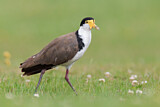 Image. Masked Lapwing