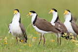 Image. Masked Lapwing
