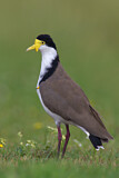 Image. Masked Lapwing