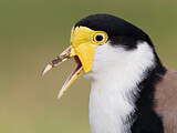 Image. Masked Lapwing