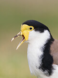 Image. Masked Lapwing