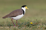 Image. Masked Lapwing