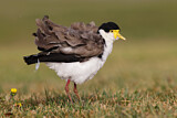 Image. Masked Lapwing