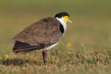 Image. Masked Lapwing