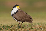 Image. Masked Lapwing
