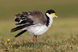 Image. Masked Lapwing