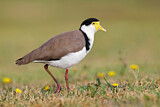 Image. Masked Lapwing