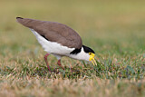 Image. Masked Lapwing