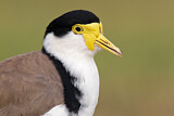 Image. Masked Lapwing