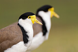 Image. Masked Lapwing