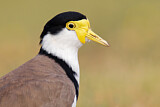 Image. Masked Lapwing