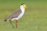 Image. Masked Lapwing