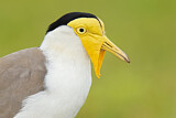 Image. Masked Lapwing