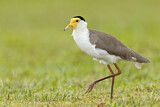 Image. Masked Lapwing