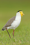 Image. Masked Lapwing