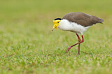 Image. Masked Lapwing