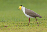 Image. Masked Lapwing