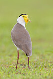 Image. Masked Lapwing