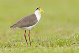 Image. Masked Lapwing