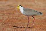 Image. Masked Lapwing