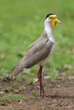 Image. Masked Lapwing