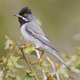Image. Maskengrasmücke