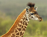 Image. Massai-Giraffe