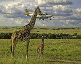 Image. Massai-Giraffe